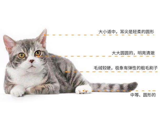 猫的特征和特点(1)