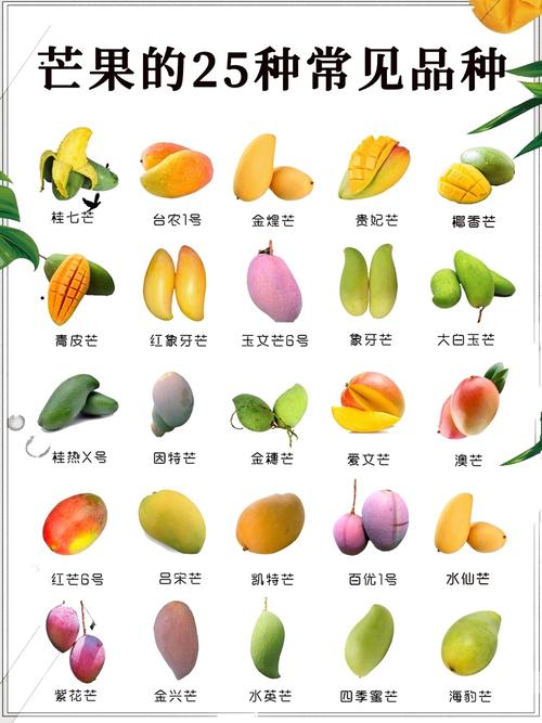 芒果的种类有哪些(1)