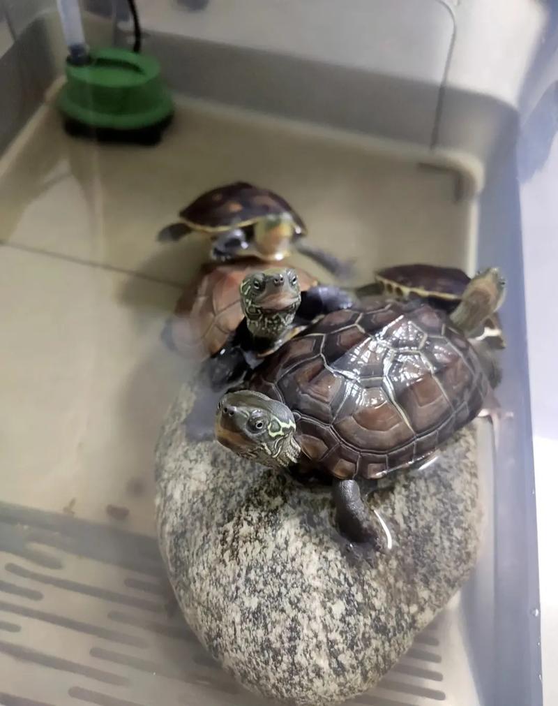 怎么喂养小巴西龟啊(1)