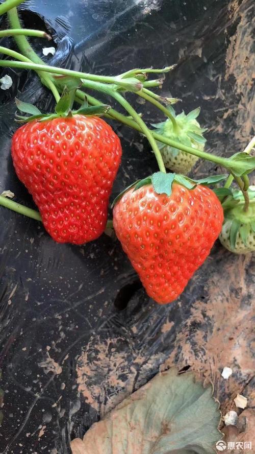 超级红颜草莓品种(1)