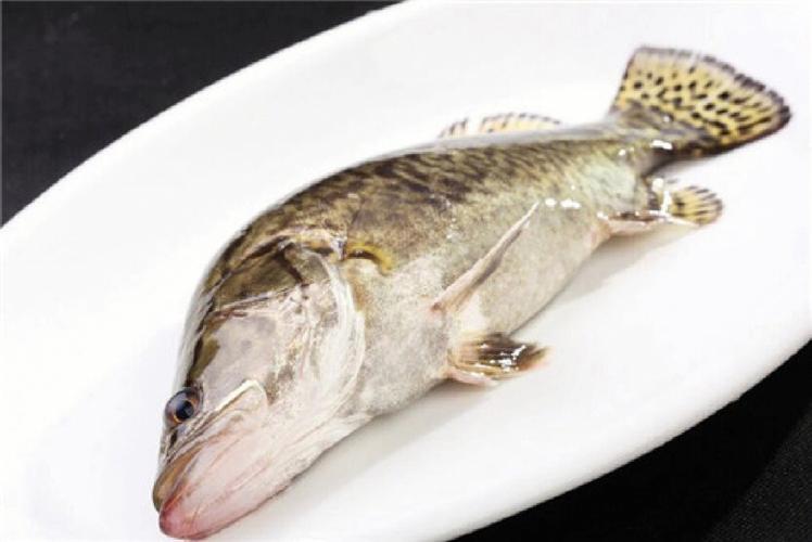 十大桂鱼品种排行榜