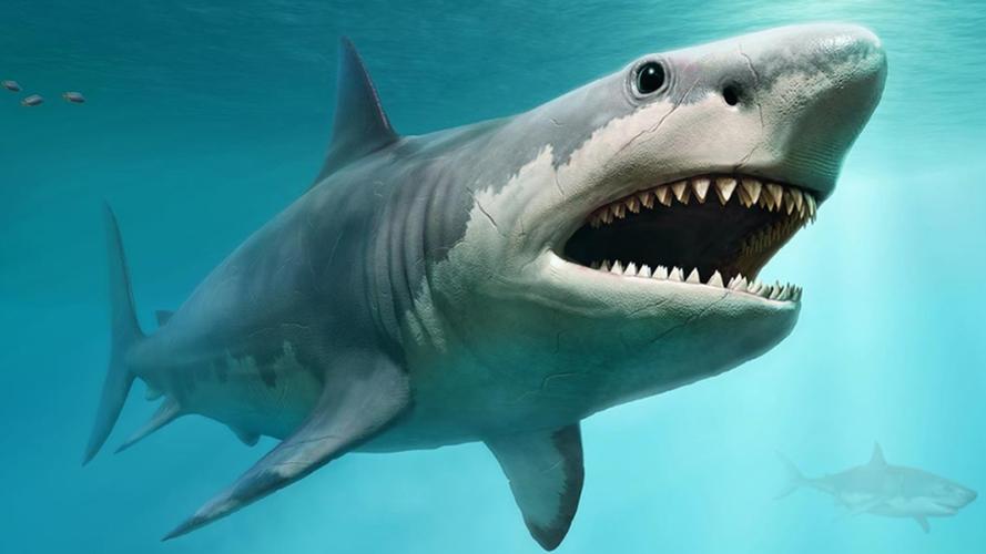 世界上最大的巨齿鲨有多少米