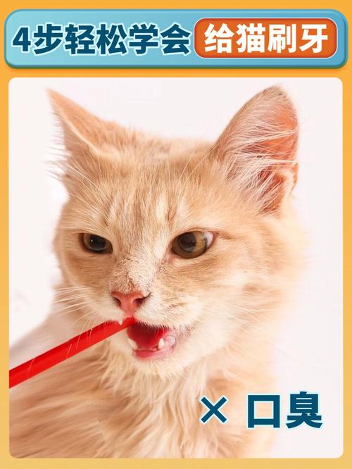 怎么给猫刷牙(1)