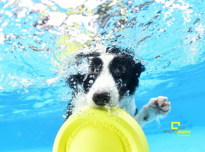 狗狗会潜水吗