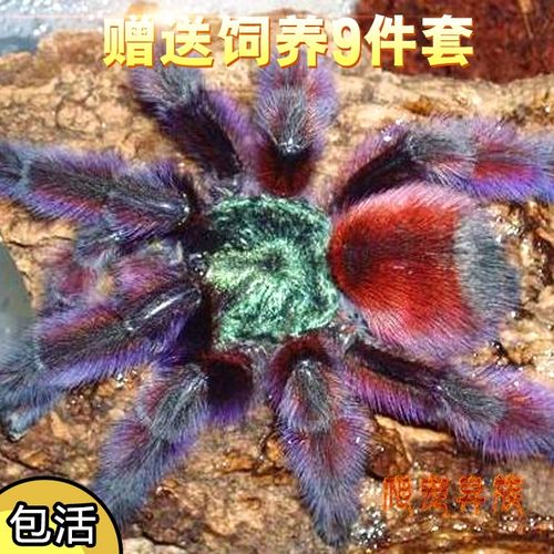宠物蜘蛛幼体多久可以长成成体