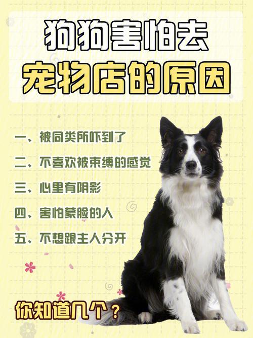 狗狗生活宠物店的介绍(1)
