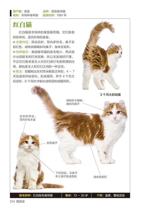 猫的介绍与特点(1)