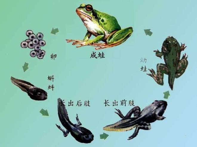 青蛙是卵胎生动物吗(2)