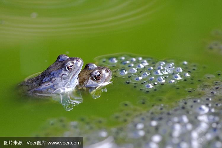 青蛙是卵胎生动物吗(4)