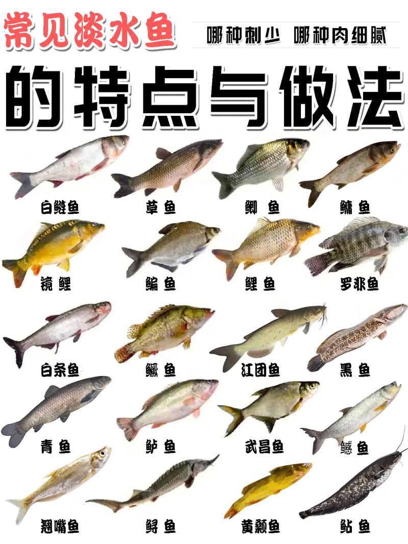 淡水鱼种类及介绍(1)