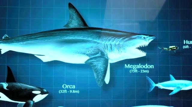 最大的巨齿鲨