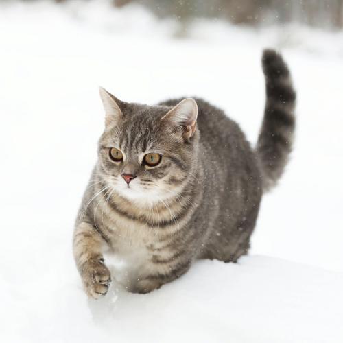 三四个月的小猫可以玩雪吗(1)