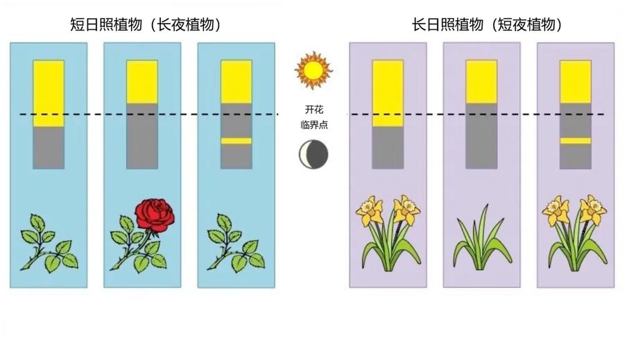 植物为什么向有太阳的地方长(1)