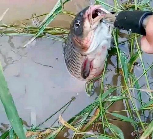 大蒜钓鱼方法