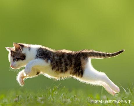 猫的速度有多快