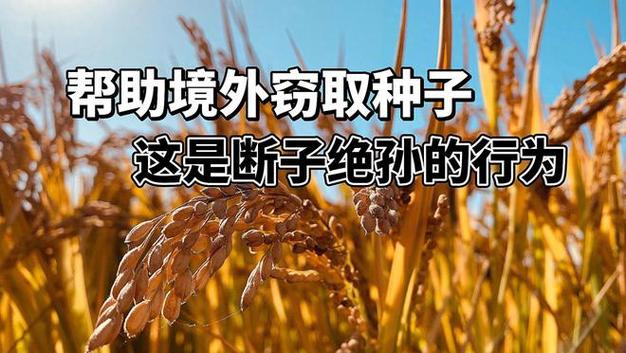 水稻 是属于藤本植物还是其他植物