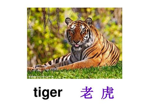 老虎在动物中是最强壮的 英语(1)