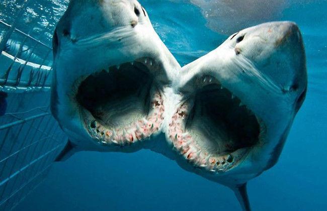 双头鲨吃什么
