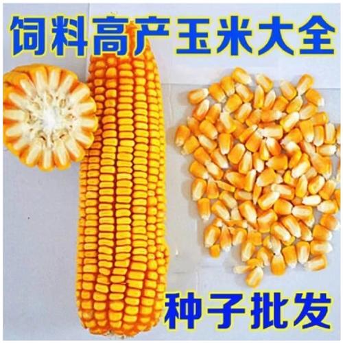 交质玉米种子有那些品种(1)