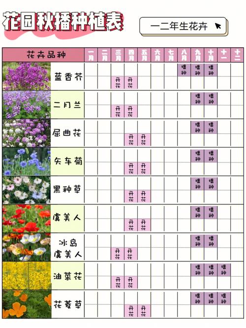 蜂室花的播种时间和种植方法
