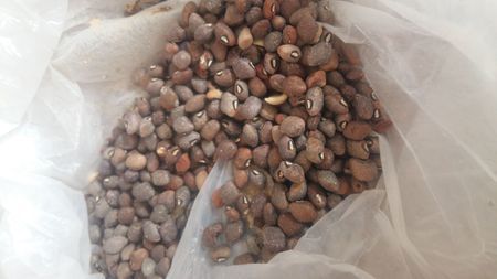 潮汕风豆是什么豆