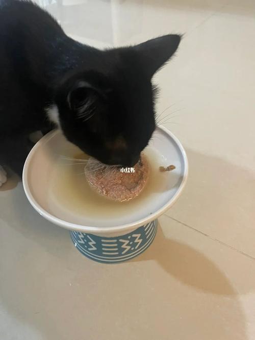小猫一天吃一顿饭行吗(3)