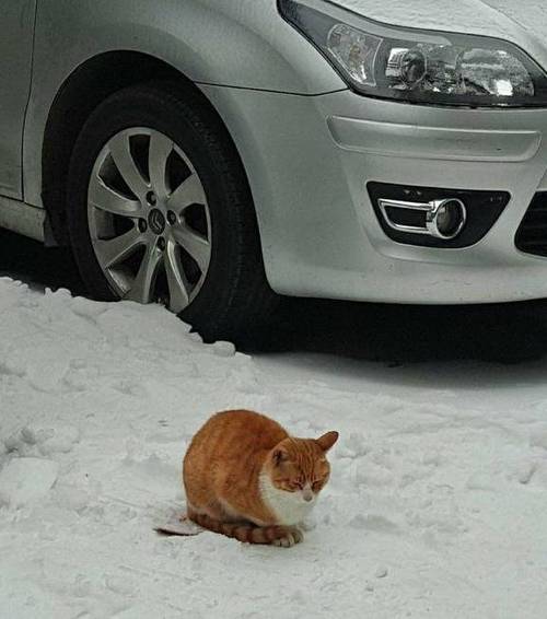 下大雪小猫跑了没回家