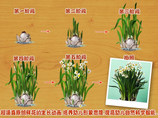 粉蝶花的种植方法(1)