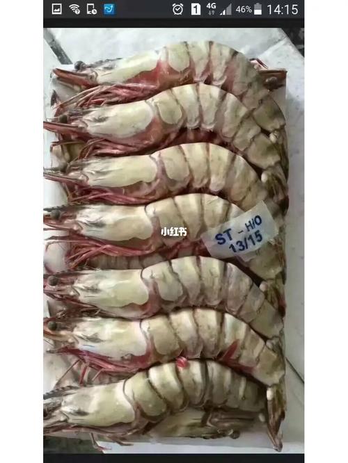 剑虾和斑节虾哪个好(1)