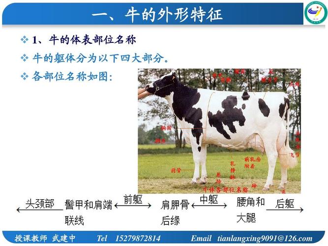 牛黄喉是什么到底是牛的什么部位(1)