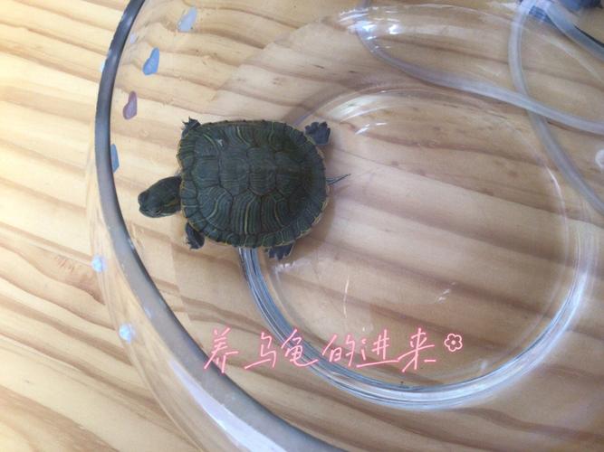 很小很小的巴西龟怎么养(1)