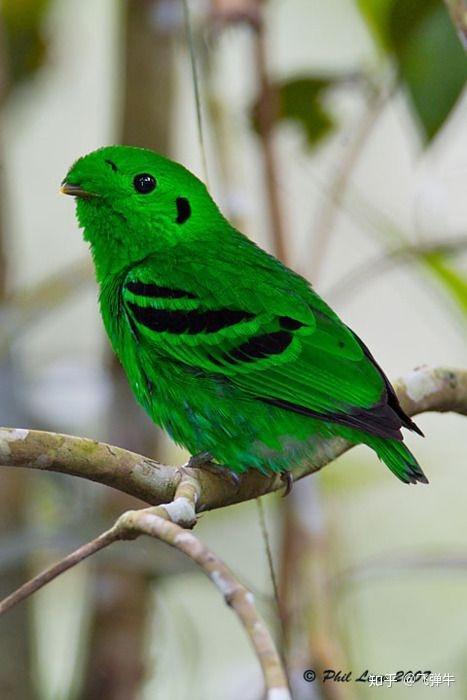 绿色鸟是什么鸟