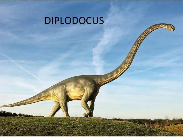 diploducus是什么恐龙