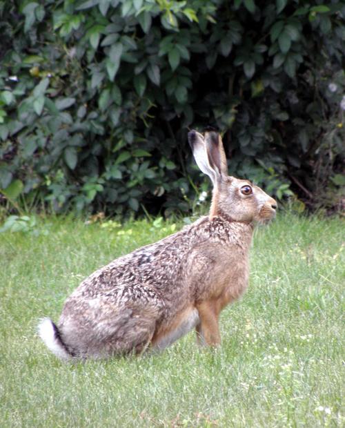 黄狐兔是什么品种