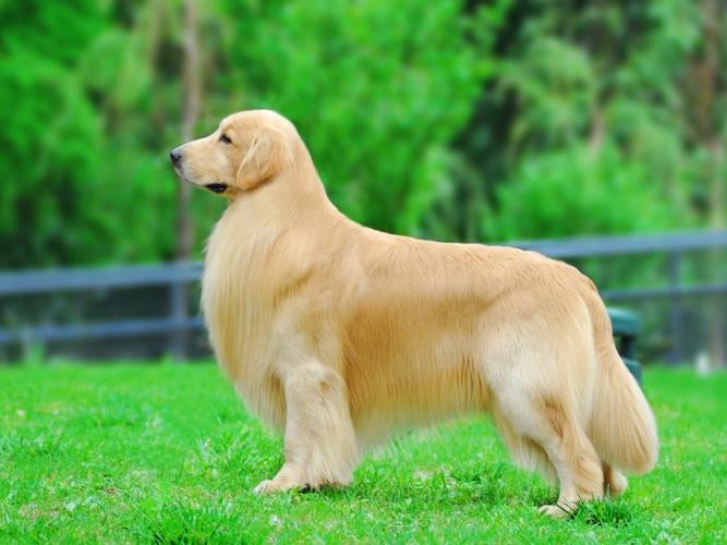 金毛犬有几种品种