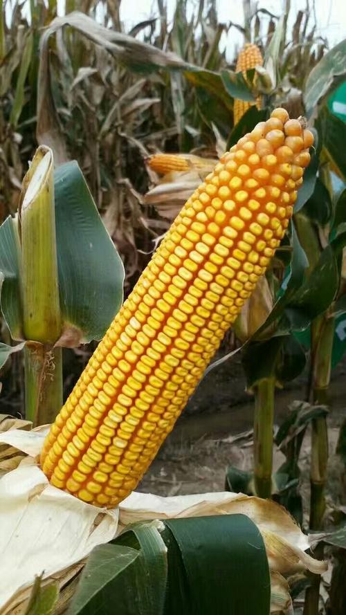 杂交玉米新品种