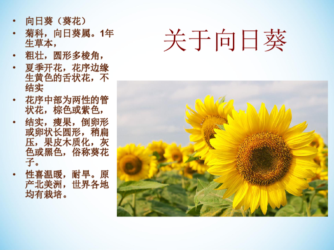太阳花的名字由来是什么(1)