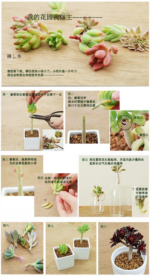 捕蝇草的养殖方法(1)