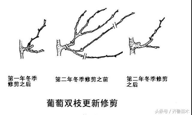 核桃树修剪时间和方法(1)