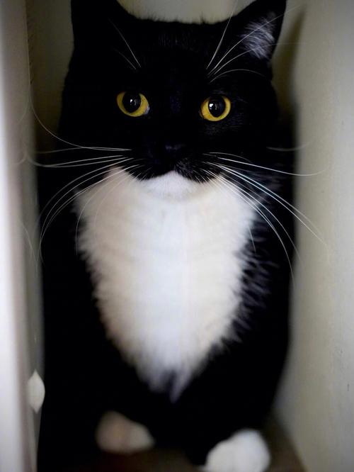 黑白渐层猫是什么品种(1)