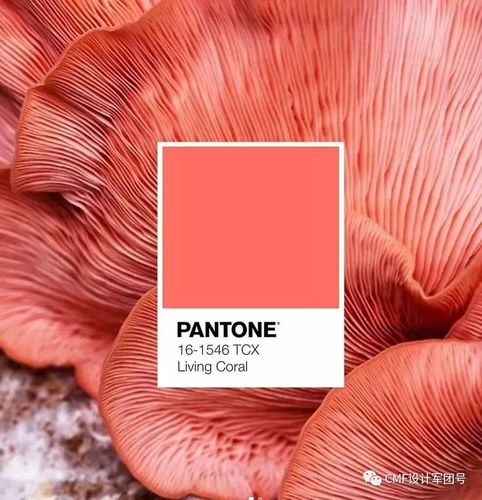 珊瑚红是什么颜色