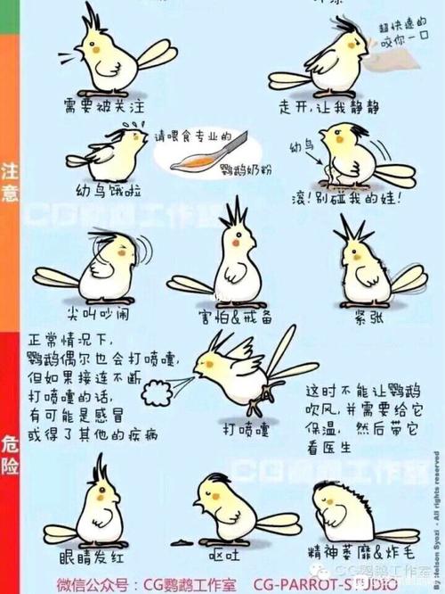 怎么教鹦鹉用最快的方式教它说话(1)