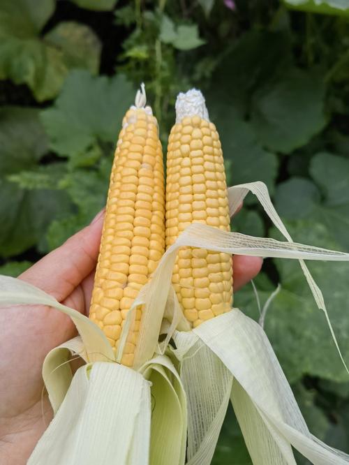 玉米杂交品种介绍