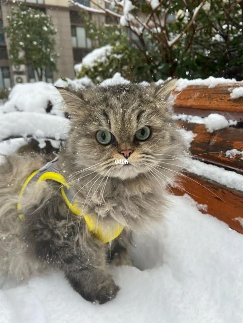 下暴雪小猫会冷吗(1)
