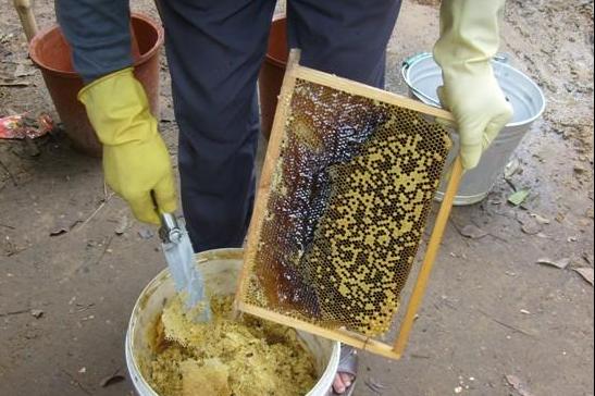 割土蜂蜜的正确方法