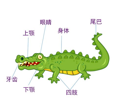 介绍关于鳄鱼的种类(1)