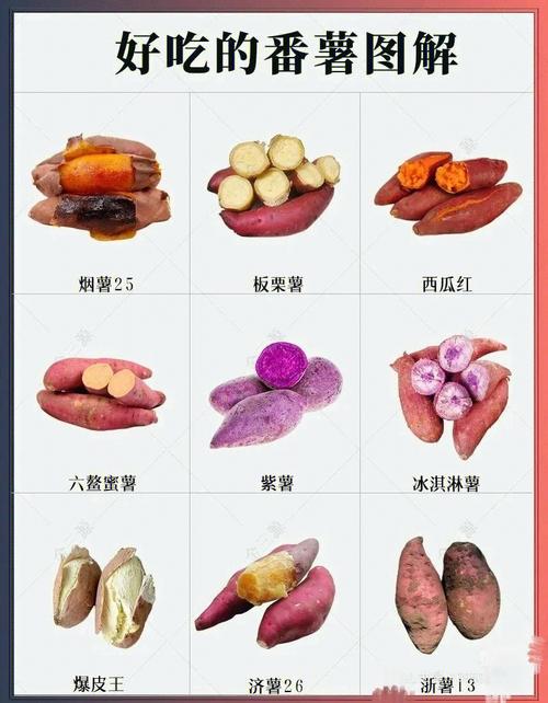 紫薯和红薯哪个更减肥