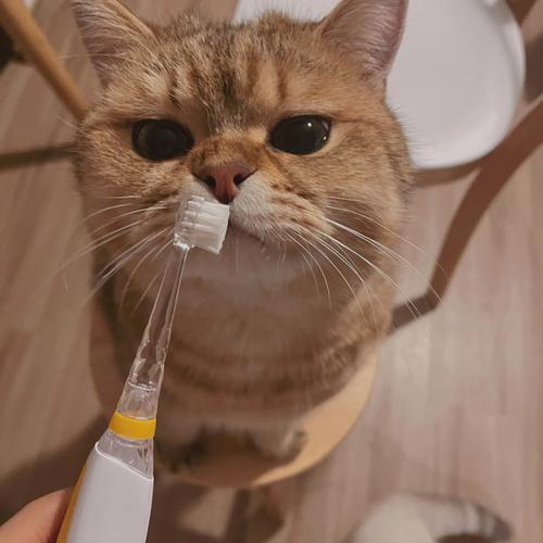 3个月的幼猫怎么给它刷牙