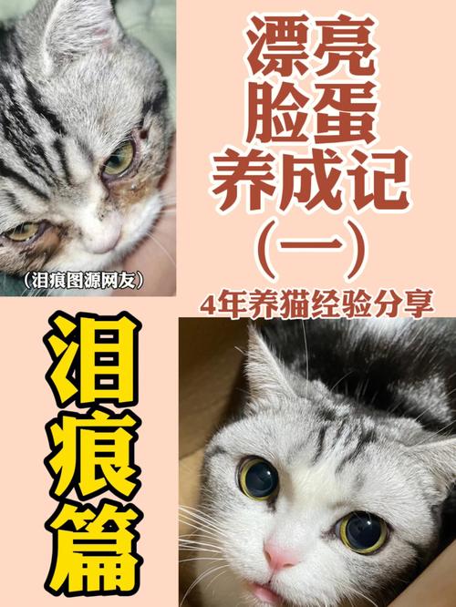 猫泪痕怎么去(2)