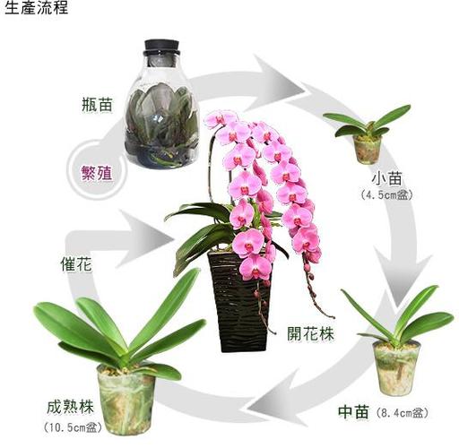 兰花如何种植(2)